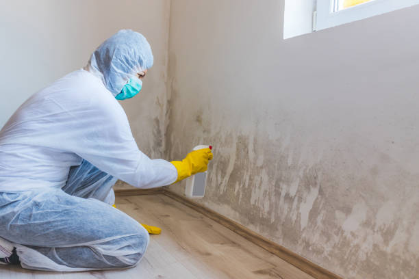 Mold Remediation specialist working in Dacono